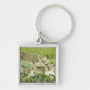Lion and lioness, Africa Keychain