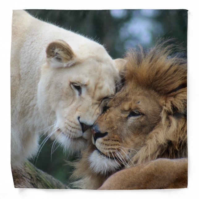 Lion and Lioness Bandana (Front)
