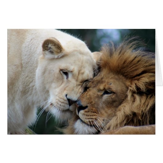 Lion and Lioness Cards (Front Horizontal)