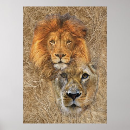 Lion and Lioness from Africa Poster