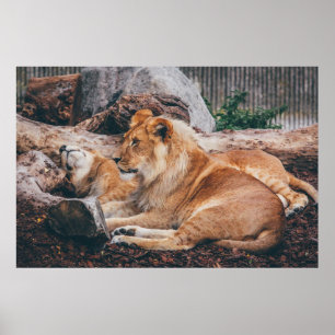 LION AND LIONESS LYING ON BROWN SURFACE POSTER