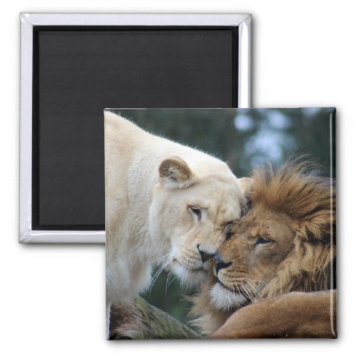 Lion and Lioness Magnet