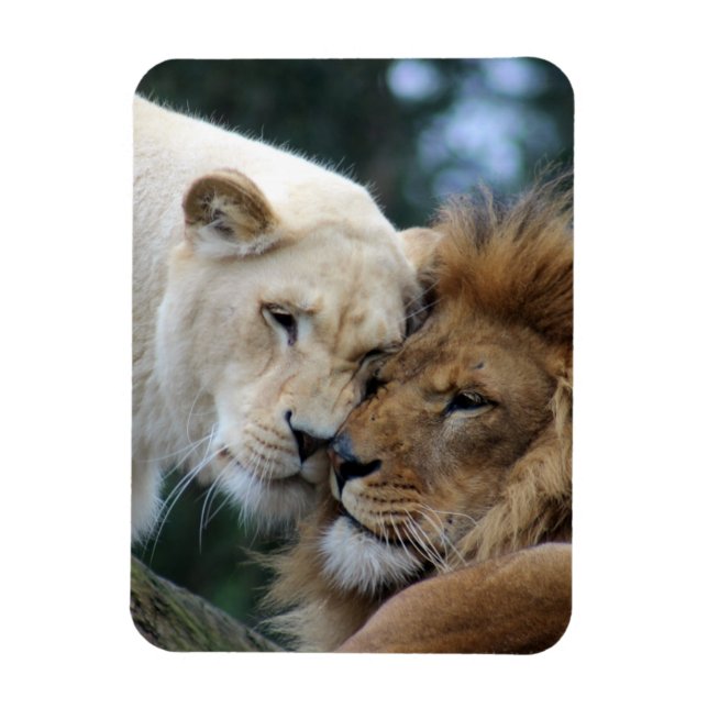 Lion and Lioness Magnet (Vertical)