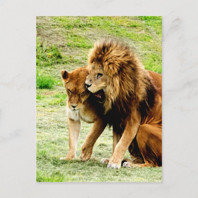 lion and lioness mom love postcard (Front)
