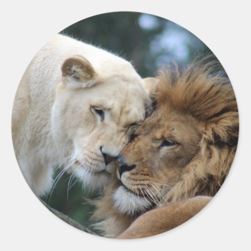 Lion and Lioness Nuzzling Classic Round Sticker