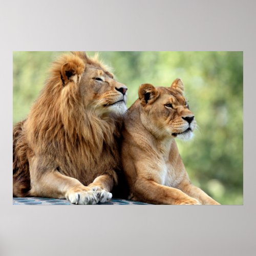 Lion and Lioness Pair Poster