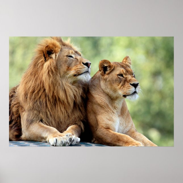 Lion and Lioness Pair Poster (Front)