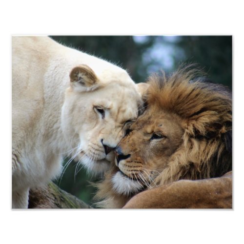 Lion and Lioness Photo Print