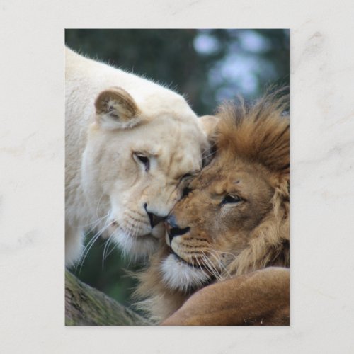 Lion and Lioness Postcard