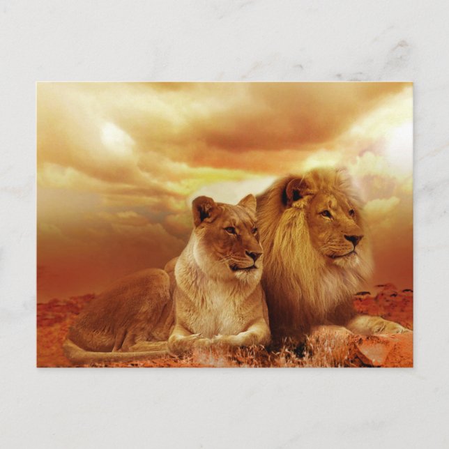Lion and Lioness Postcard (Front)