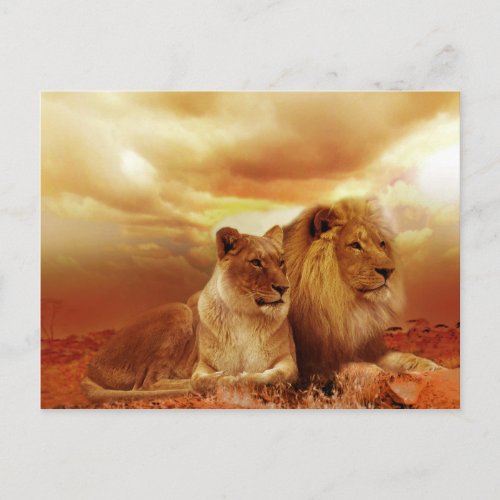 Lion and Lioness Postcard