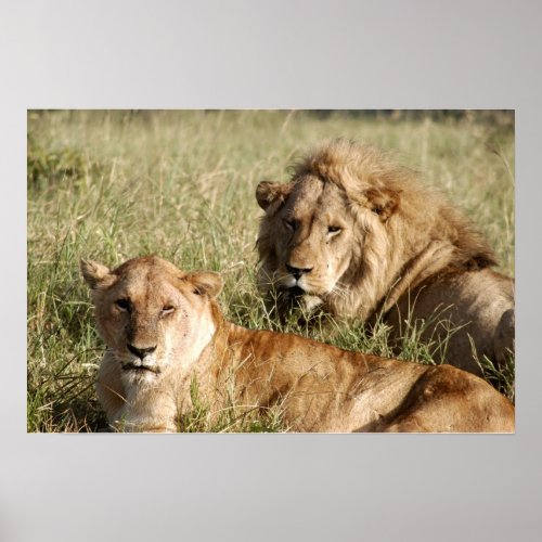 Lion and Lioness Poster