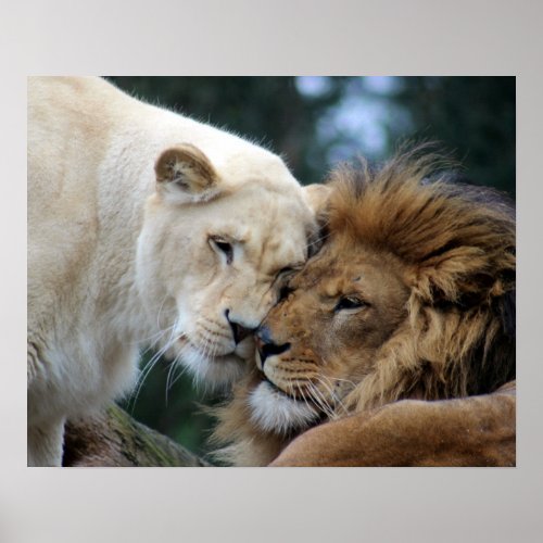 Lion and Lioness Poster