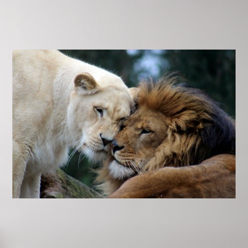 Lion and Lioness Poster