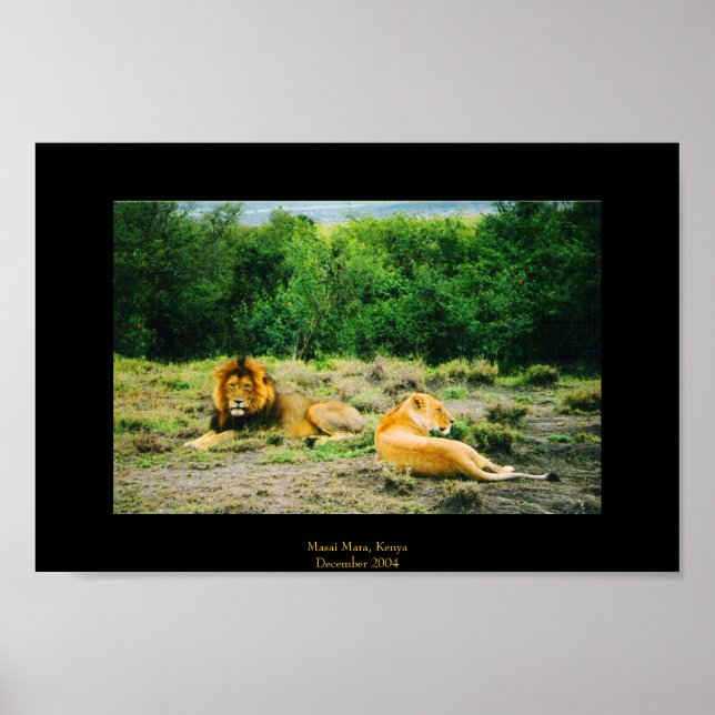 Lion and Lioness Poster (Front)