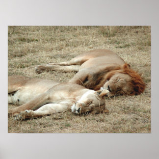 Lion and Lioness Sleeping Poster