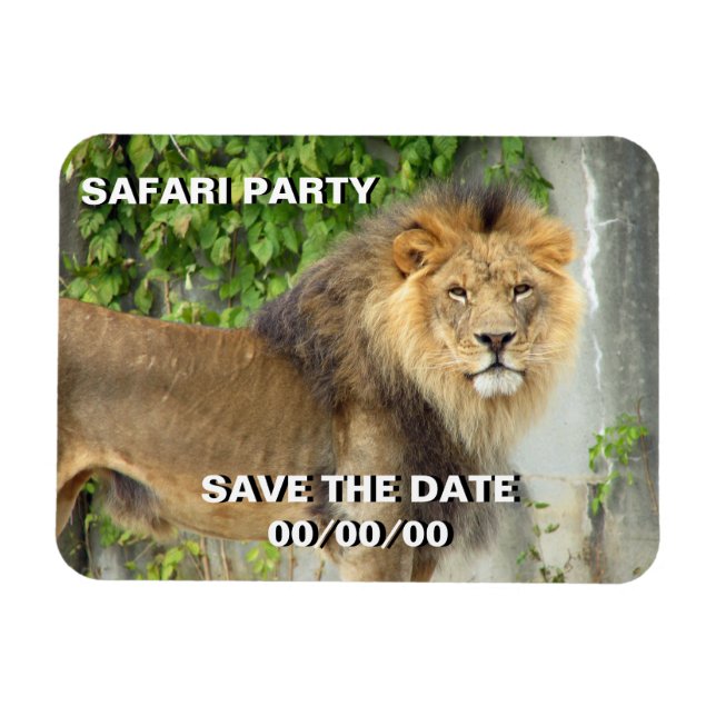 Lion at Maasai Mara 2 Save-the-Date Magnet (Horizontal)