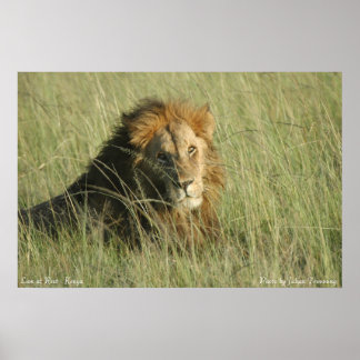 Lion at Rest Poster