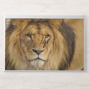 Lion Background HP EliteBook 840 G5/G6 HP Laptop Skin