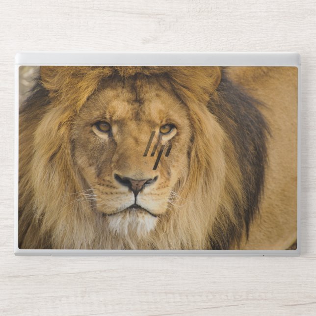 Lion Background HP EliteBook 840 G5/G6 HP Laptop Skin (Front)