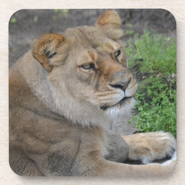 Lion Beverage Coaster (Front)