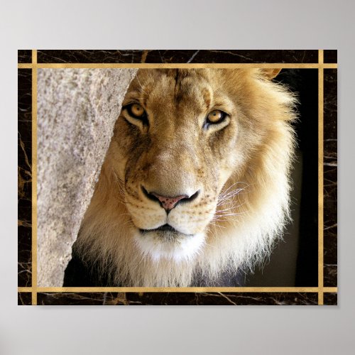 Lion Big Cat Photo Image Print Poster