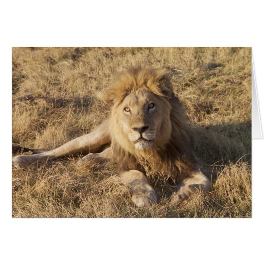 Lion Card (Front Horizontal)