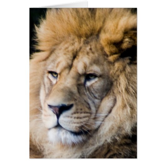 lion cards (Front)