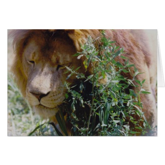 Lion Cards (Front Horizontal)