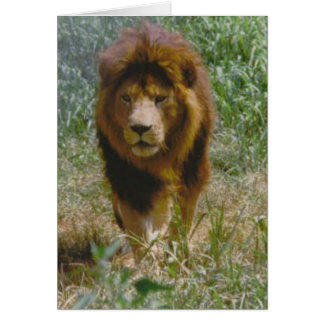 lion cards