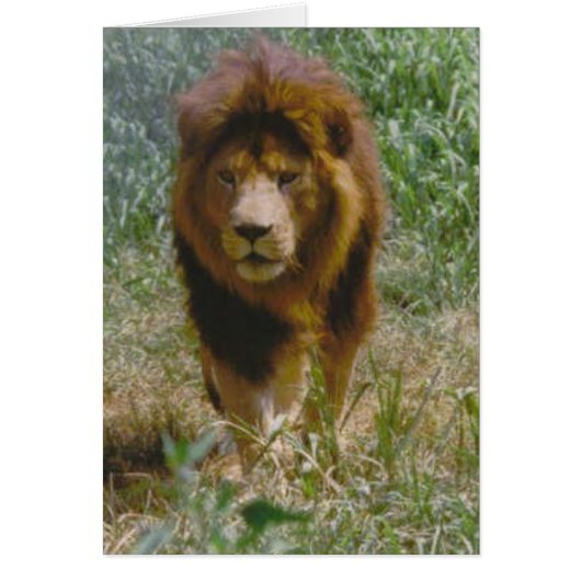 lion cards (Front)