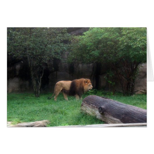 Lion Cards (Front Horizontal)