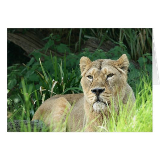 lion cards (Front Horizontal)