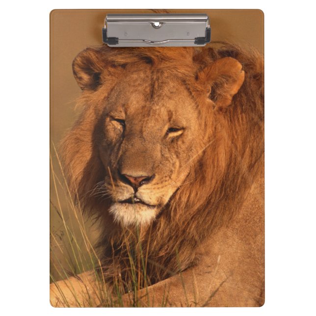 Lion Clipboard (Front)