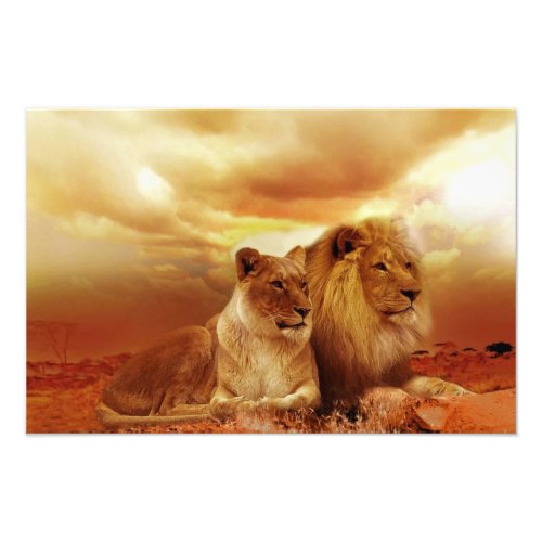 Lion couple in the safari photo print