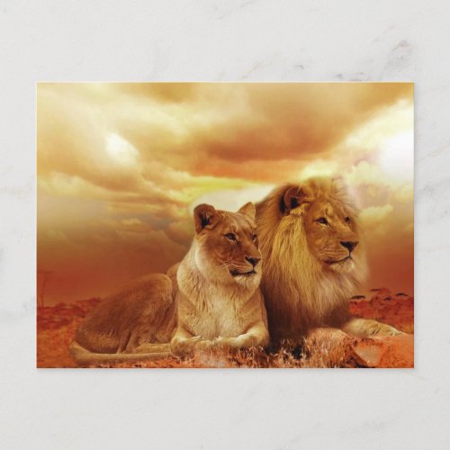 Lion couple in the safari postcard