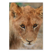Lion Cub (Front)