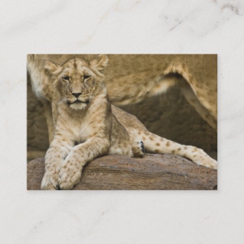 Lion Cub 2011 Pocket Calendar (UK) Business Cards