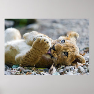 Lion Cub 2 Poster