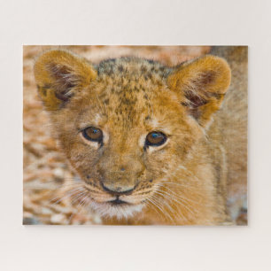 Lion Cub Big Cats. Jigsaw Puzzle