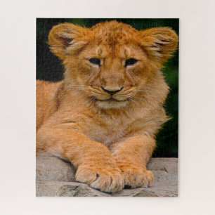 Lion Cub Big Cats. Jigsaw Puzzle
