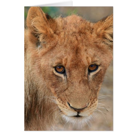 Lion Cub Cards (Front)