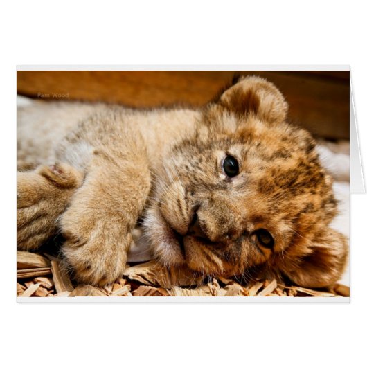 Lion Cub Cards (Front Horizontal)