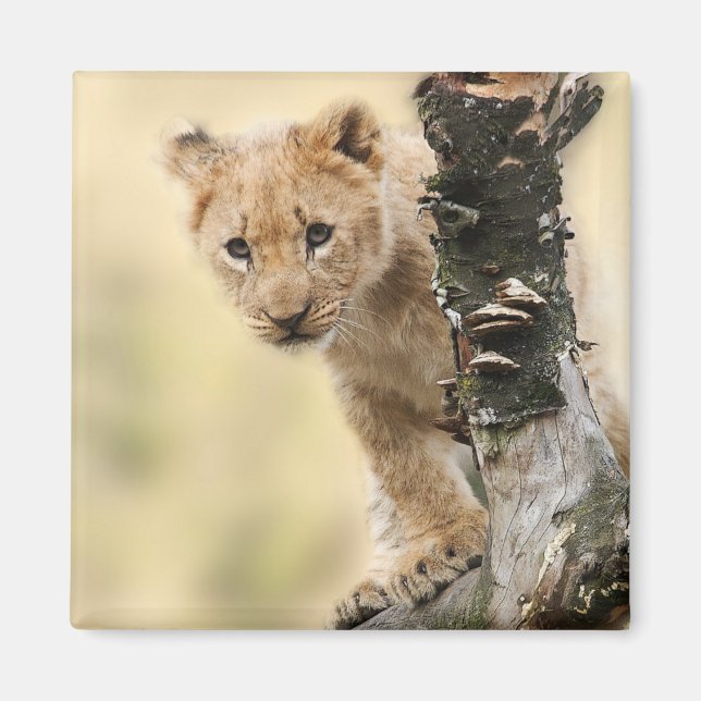 Lion Cub Climbing a Tree Cute Photo Magnet (Front)