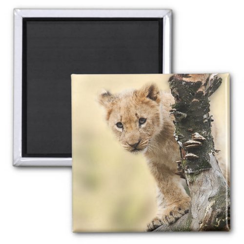 Lion Cub Climbing a Tree Cute Photo Magnet