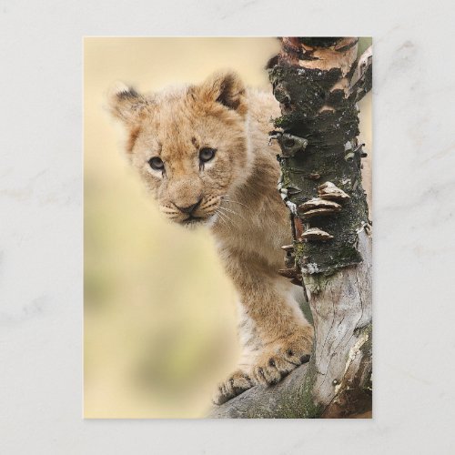 Lion Cub Climbing Tree Cute Photo Postcard