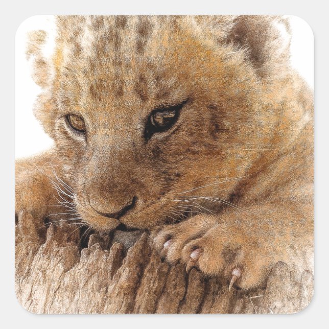 Lion cub close cute eyes lookout square sticker (Front)
