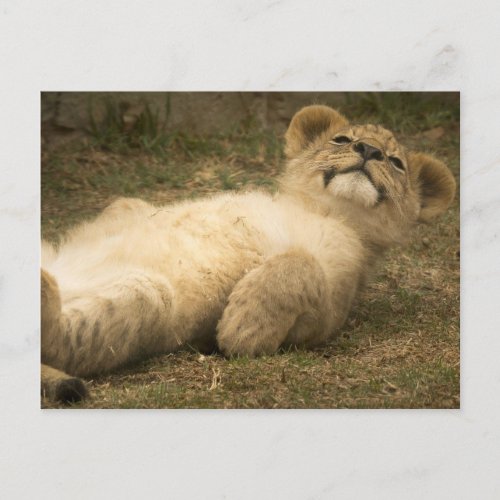 lion cub cute funny relax stress mental health postcard