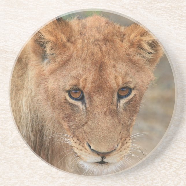 Lion Cub Drink Coaster (Front)