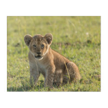 Lion Cub in Wild African Setting